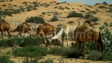 一群骆驼在阿拉伯联合酋长国<strong>的沙漠里</strong>放牧。